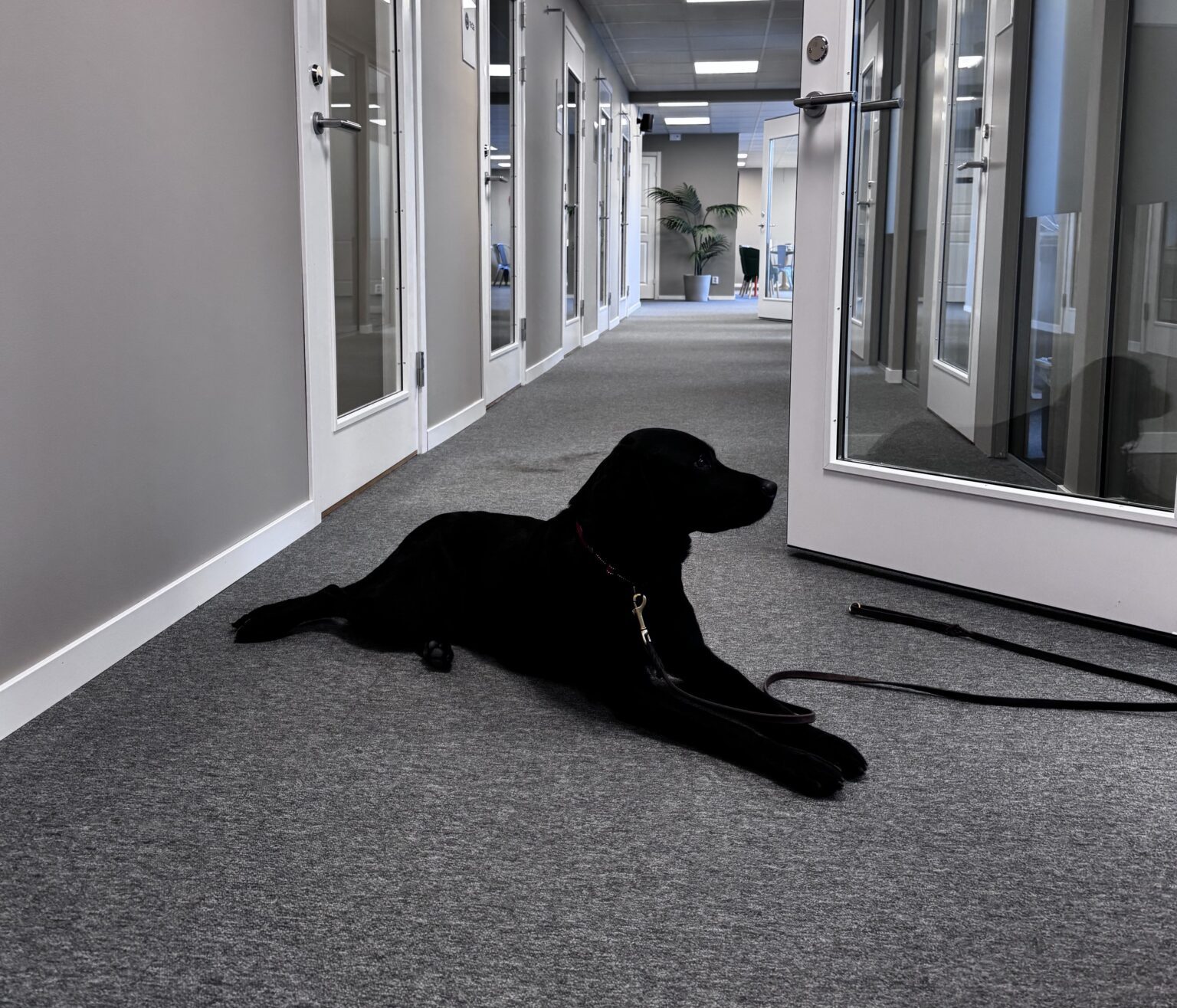 Hundvänligt kontor & coworking i Eskilstuna